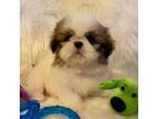 Shih Tzu Puppy for sale in Rochester, NY, USA
