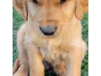 Golden Retriever Puppy for sale in Seward, NE, USA