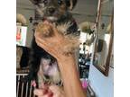Maltese Puppy for sale in Gilroy, CA, USA