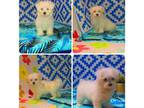 Maltese Puppy for sale in Milan, MO, USA
