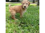 Goldendoodle Puppy for sale in French Settlement, LA, USA