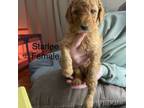Goldendoodle Puppy for sale in French Settlement, LA, USA