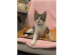 Fire Domestic Shorthair Young Male