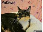 Molasses Domestic Shorthair Young Female