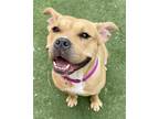 Ezmae American Pit Bull Terrier Young Female