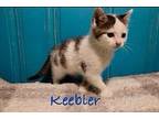 Keebler Domestic Shorthair Kitten Male