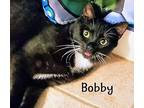 Bobby Domestic Shorthair Young Male