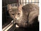 Jacob Domestic Shorthair Young Male