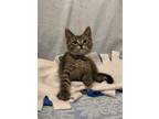 Air Domestic Shorthair Young Male