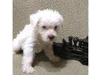 Schnauzer (Miniature) Puppy for sale in Robertsdale, AL, USA