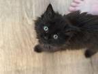 Max Domestic Mediumhair Kitten Male