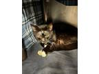 Oyster Domestic Shorthair Adult Male