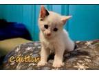 Caitlin Domestic Shorthair Kitten Female