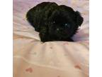 Shih Tzu Puppy for sale in Douglasville, GA, USA