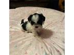 Shih Tzu Puppy for sale in Douglasville, GA, USA