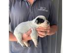 Australian Cattle Dog Puppy for sale in Jefferson, SC, USA