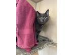 Harley Domestic Shorthair Young Female