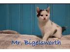 Mr. Bigelsworth Domestic Shorthair Kitten Male