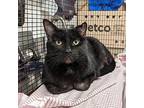 TABOO Domestic Shorthair Adult Male