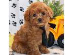 Poodle (Toy) Puppy for sale in Liberal, MO, USA