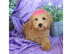 Goldendoodle Puppy for sale in Liberal, MO, USA