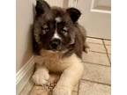 Siberian Husky Puppy for sale in Logan, AL, USA