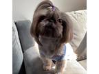 Shih Tzu Puppy for sale in Rochester, NY, USA
