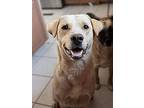 Kody, Labrador Retriever For Adoption In San Antonio, Texas