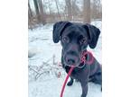 Bron, Labrador Retriever For Adoption In Wantagh, New York