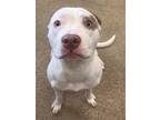 Peach Ii 97, American Pit Bull Terrier For Adoption In Cleveland, Ohio