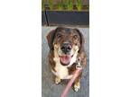 Candela, Labrador Retriever For Adoption In Langley, British Columbia