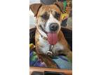 Chata, Staffordshire Bull Terrier For Adoption In Langley, British Columbia