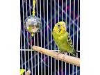 Cher, Parakeet - Other For Adoption In Novato, California