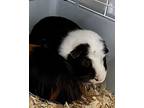 Woody, Guinea Pig For Adoption In Novato, California