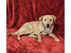 Puddin *foster Needed*, Labrador Retriever For Adoption In New York, New York