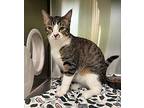 Dre, Domestic Shorthair For Adoption In Sioux City, Iowa