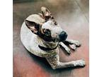 Cici Ii, Terrier (unknown Type, Medium) For Adoption In Dallas, Texas