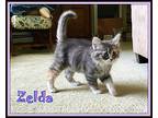 Zelda, Domestic Longhair For Adoption In Culpeper, Virginia