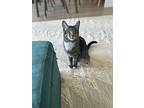 Lucky, Domestic Shorthair For Adoption In New York, New York
