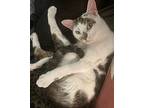 Oola, Domestic Shorthair For Adoption In New York, New York