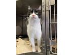 Bandit, Domestic Shorthair For Adoption In Angola, Indiana