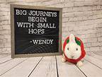 Wendy, Dwarf For Adoption In Columbus, Ohio