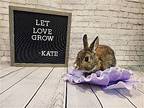 Kate, Dwarf For Adoption In Columbus, Ohio