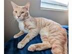 Norse And Viking, Domestic Shorthair For Adoption In Whitewater, Wisconsin