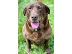 Julia, Labrador Retriever For Adoption In Chester Springs, Pennsylvania