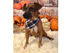 Jones, Dachshund For Adoption In Gilbert, Arizona