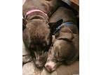American Pit Bull Terrier Puppy for sale in Friendswood, TX, USA