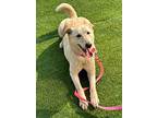 Harp, Labrador Retriever For Adoption In Ottawa, Ontario