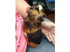 Keto, Guinea Pig For Adoption In Salisbury, Massachusetts