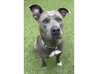 Stormy, American Pit Bull Terrier For Adoption In Eugene, Oregon